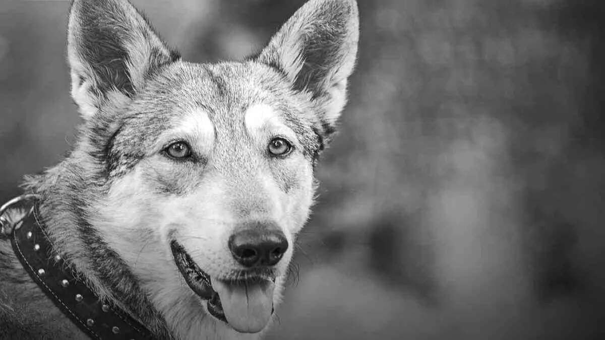 Hund Halsband Schäferhund Wachhund Schutzhund · AVENTIN Storys