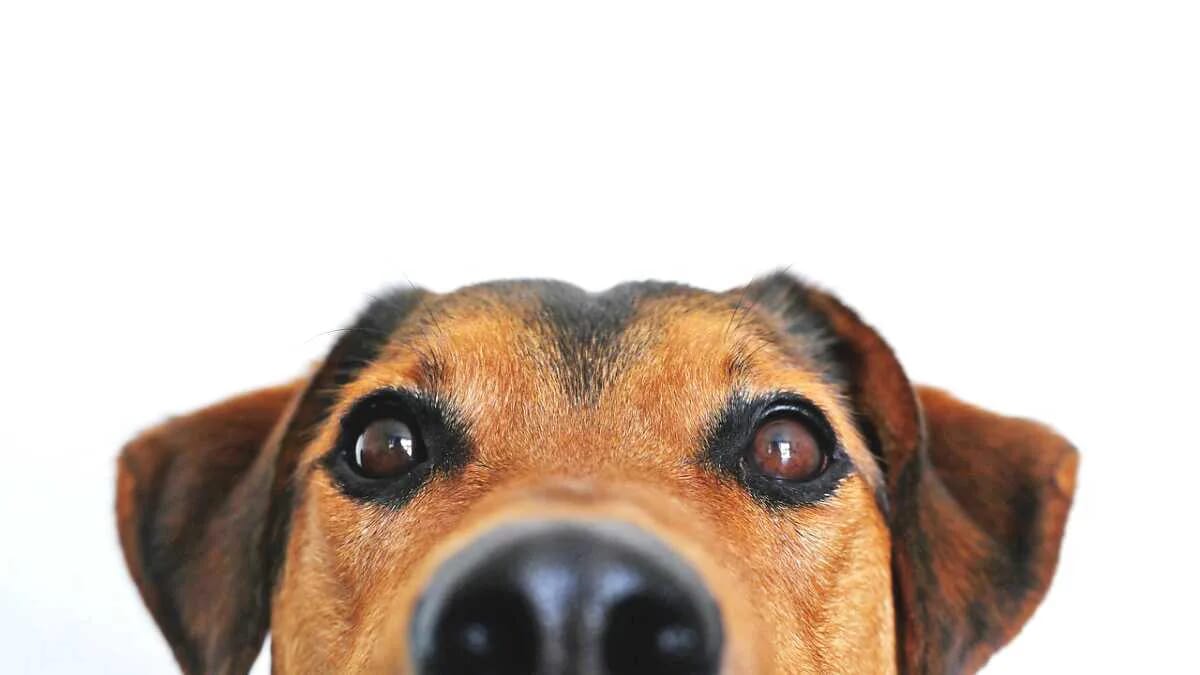 Hund Klein Schnauze Nase Augen Ohren Gesicht Dog · AVENTIN Storys