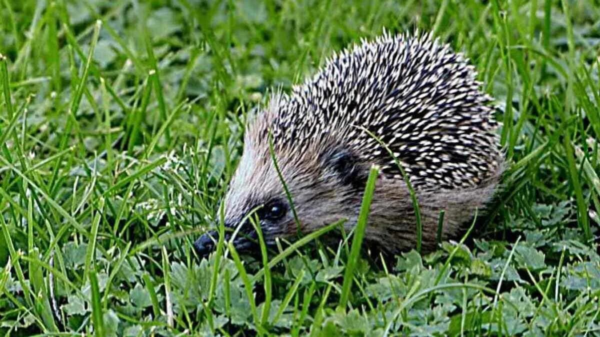 Igel Klein Jung Wiese Grün · AVENTIN Storys
