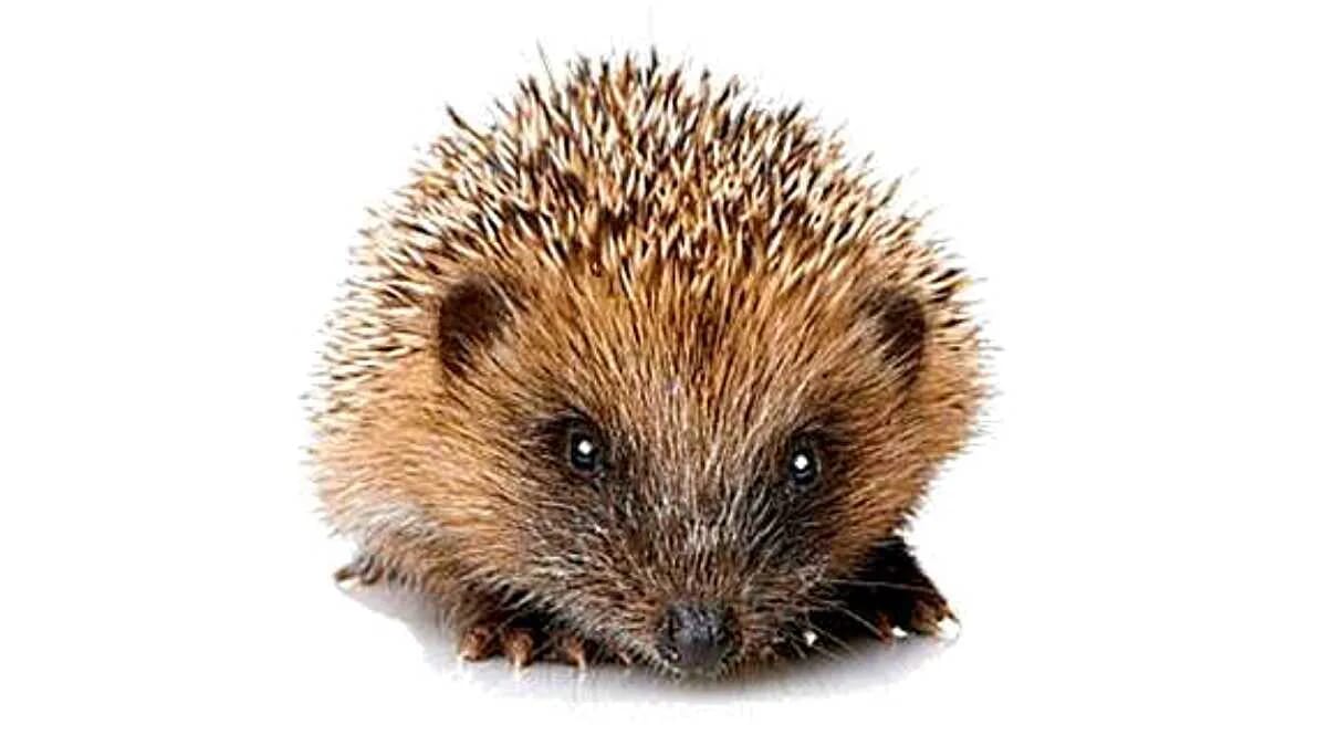 Igel Stacheln Säugetier Insektenfresser Garten · AVENTIN Storys