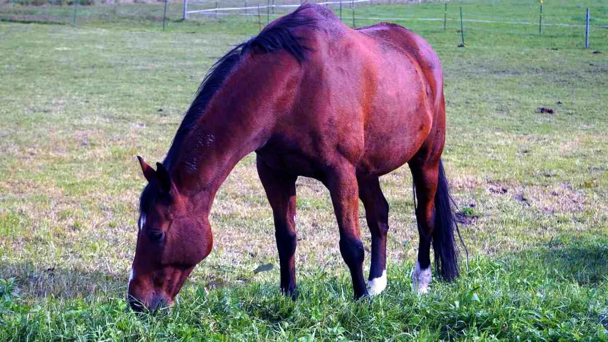 AVENTIN Storys · Pferd auf der Weide · Wiese Gras · Bayern