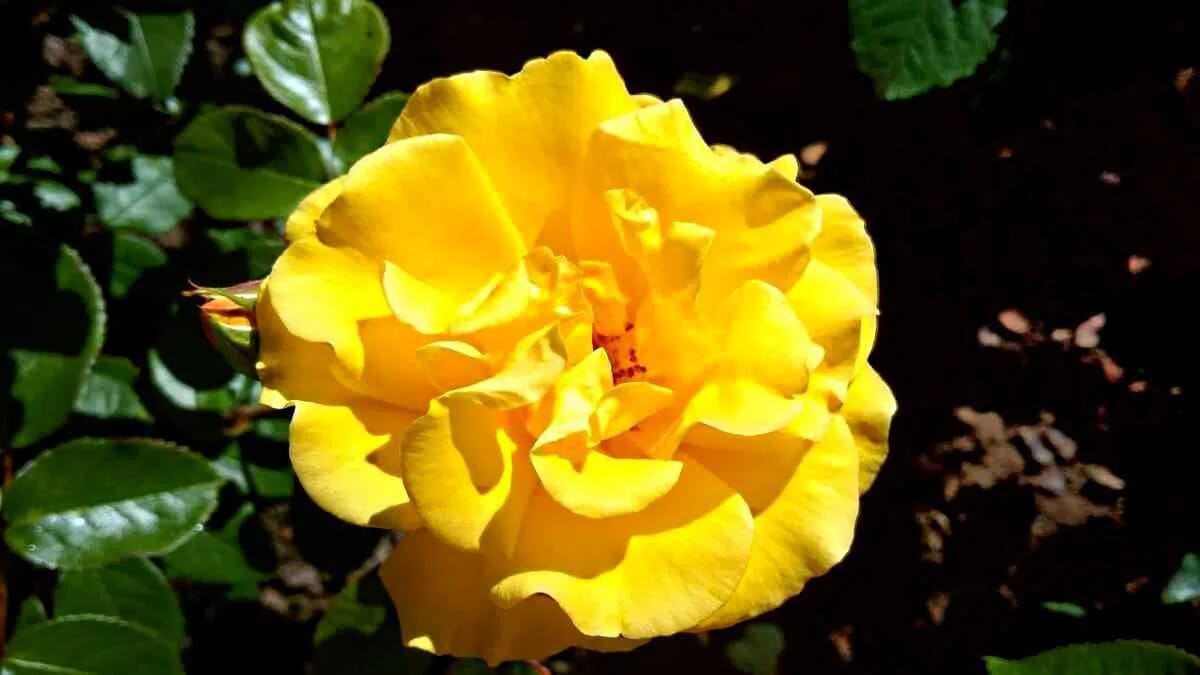 AVENTIN Storys · Rose Gelb · Rosenblätter Grün