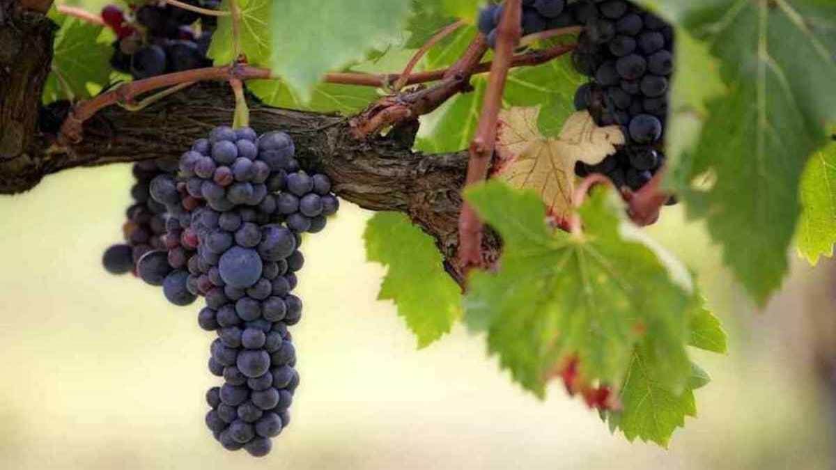Sagen Maghreb · AVENTIN Storys · Wein
