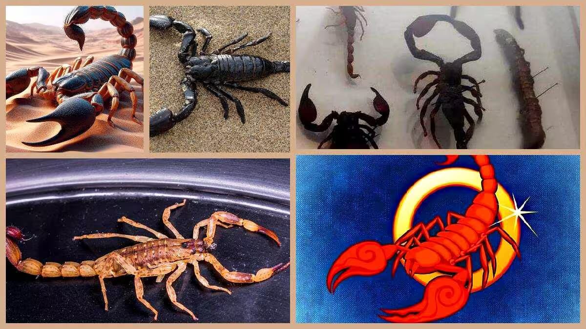 Mehrere Skorpione erscheinen in einer Collage mit Wüstenmotiv, Sandaufnahme und farbiger Zeichnung zu Bertolt Brechts Fabel Der Skorpion und der Frosch.