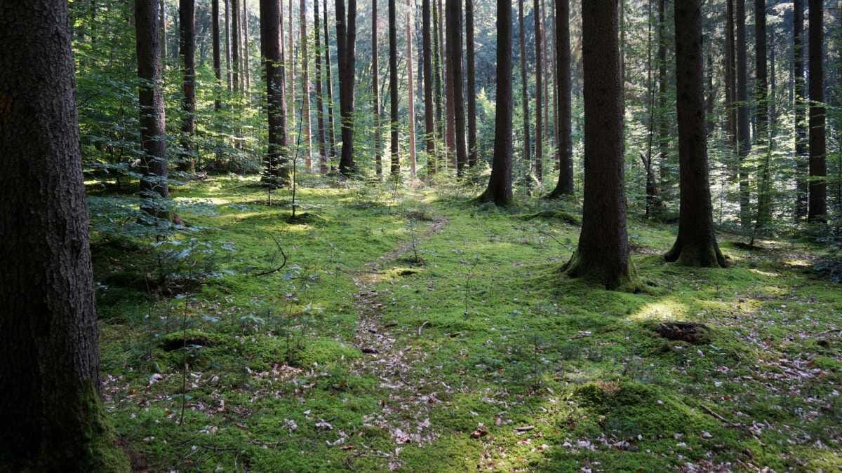 AVENTIN Storys · Waldweg · Grün · Bäume · Lichtung · Baumstämme
