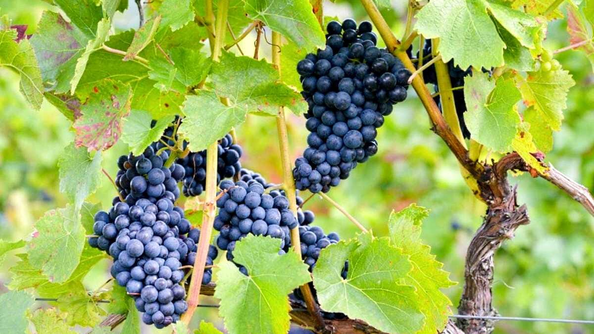 AVENTIN Storys · Wein Trauben Frucht Blätter Stock Gehölz